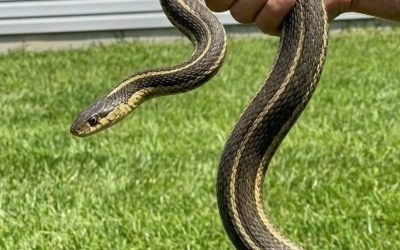 8 Easy Ways To Keep Snakes Away From Your A Yard