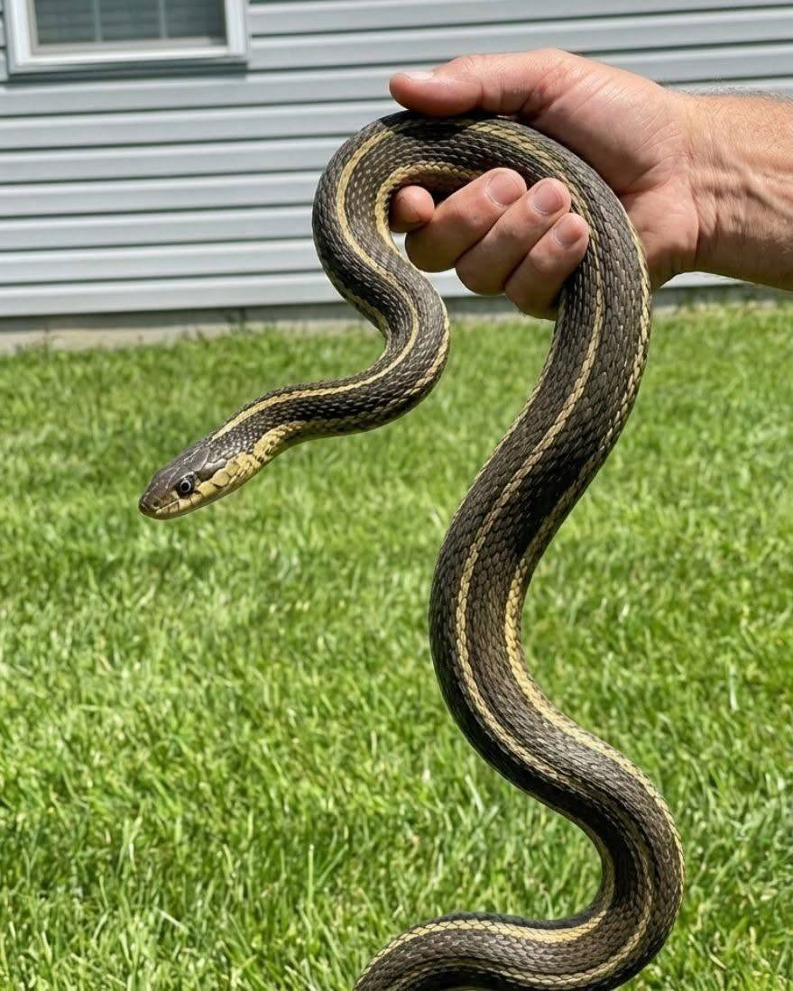 8 Easy Ways To Keep Snakes Away From Your A Yard
