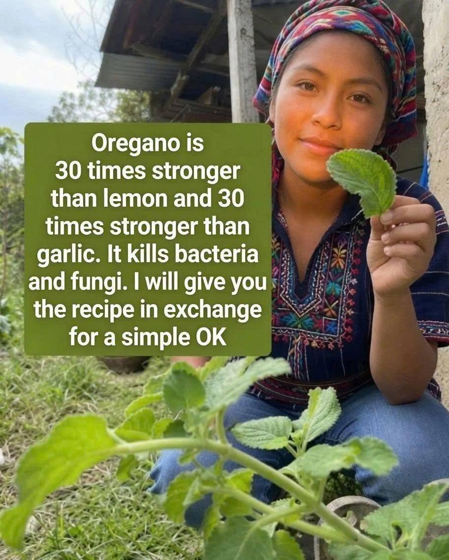Oregano is 30 times stronger than lemon and 30 times stronger than garlic. It kills bacteria and fungi. I’ll give you the recipe in exchange for a simple OK.