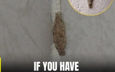 The Most Common Places This Insect Hides Inside Your Home